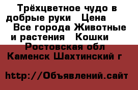 Трёхцветное чудо в добрые руки › Цена ­ 100 - Все города Животные и растения » Кошки   . Ростовская обл.,Каменск-Шахтинский г.